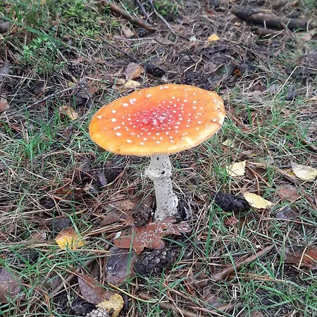 בית נופש De Groene Zoom *